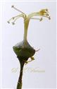  Pistil